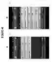 Fig. 64 - CONFIRMATION OF IDENTITY