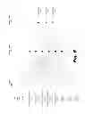 Fig. 09 - Confidentiality of files using file vectorization and machine learning