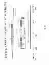 Fig. 31 - ANIMAL MODELS AND THERAPEUTIC MOLECULES