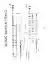 Fig. 12 - ANIMAL MODELS AND THERAPEUTIC MOLECULES
