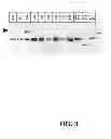 Fig. 04 - HORNLESS LIVESTOCK