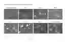 Fig. 04 - METHODS FOR SITE-SPECIFIC GENETIC MODIFICATION IN STEM CELLS USING XANTHOMONAS TAL NUCLEASES (XTN) FOR THE CREATION OF MODEL ORGANISMS