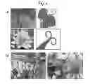 Fig. 03 - Reversible genic male sterility in compositae