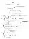 Fig. 02 - COMPOSITIONS AND METHODS FOR ALTERING ALPHA- AND BETA-TOCOTRIENOL CONTENT