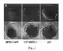 Fig. 06 - Method for changing nitrogen utilization efficiency in plants