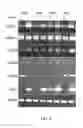 Fig. 19 - Polynucleotides and Polypeptides in Plants