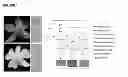 Fig. 02 - Methods for Expanding Color Palette in Dendrobium Orchids