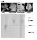 Fig. 03 - Methods for Expanding Color Palette in Dendrobium Orchids