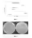 Fig. 02 - endophytes