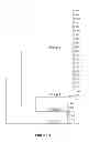Fig. 03 - endophytes