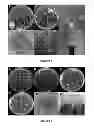 Fig. 05 - endophytes