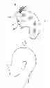 Fig. 01 - WIG BASE PROVIDED WITH CAMOUFLAGE STRIP ON ITS PERIPHERY