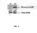 Fig. 04 - Multivalent constructs for therapeutic and diagnostic applications