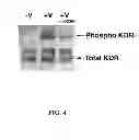 Fig. 05 - Multivalent constructs for therapeutic and diagnostic applications
