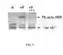 Fig. 06 - Multivalent constructs for therapeutic and diagnostic applications