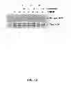 Fig. 16 - Multivalent constructs for therapeutic and diagnostic applications