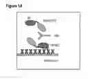 Fig. 02 - Techniques for predicting, detecting and reducing aspecific protein interference in assays involving immunoglobulin single variable domains