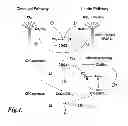 Fig. 02 - Methods for Treating Disseminated Intravascular Coagulation by Inhibiting MASP-2 Dependent Complement Activation