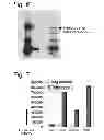 Fig. 06 - Polypeptide that binds aberrant cells and induces apoptosis