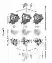 Fig. 08 - Focused evolution of HIV-1 neutralizing antibodies revealed by crystal structures and deep sequencing