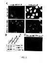 Fig. 02 - Down regulation of the gene expression by means of nucleic acid-loaded virus-like particles