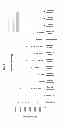 Fig. 09 - Method of inducing an immune response against HIV employing HIV immunogens, adenoviral vectors encoding said immunogens, and adjuvant