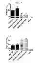 Fig. 08 - MODIFIED CATIONIC LIPOSOME ADJUVANTS