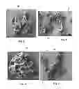 Fig. 02 - GRANULES OF GRAPHENE OXIDE BY SPRAY DRYING