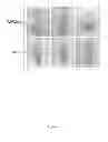 Fig. 35 - Rationale, methods, and assays for identifying human and non-human primate taste specific genes and use thereof in taste modulator and therapeutic screening assays