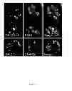Fig. 45 - Rationale, methods, and assays for identifying human and non-human primate taste specific genes and use thereof in taste modulator and therapeutic screening assays