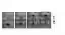 Fig. 22 - ELECTROMAGNETICALLY ACTUATED DROPLET MICROFLUIDIC CHIP AND SYSTEM
