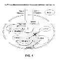 Fig. 02 - Method for identifying agents that inhibit cell migration, promote cell adhesion and prevent metastasis