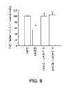 Fig. 07 - Method for identifying agents that inhibit cell migration, promote cell adhesion and prevent metastasis