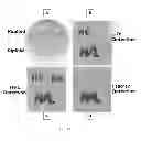 Fig. 02 - METHODS OF SYNTHESIZING HETEROMULTIMERIC POLYPEPTIDES IN YEAST USING A HAPLOID MATING STRATEGY