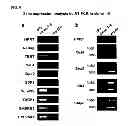 Fig. 07 - Human pluripotent stem cells induced from undifferentiated stem cells derived from a human postnatal tissue