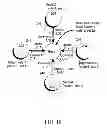 Fig. 19 - METHOD AND APPARATUS FOR OPTIMIZATION OF WIRELESS MULTIPOINT ELECTROMAGNETIC COMMUNICATION NETWORKS