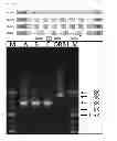 Fig. 02 - Haplotying of HLA loci with ultra-deep shotgun sequencing