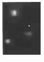 Fig. 06 - Method for evaluating bacterial cell wall integrity