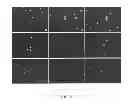 Fig. 07 - Method for evaluating bacterial cell wall integrity