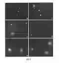 Fig. 09 - Method for evaluating bacterial cell wall integrity