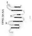 Fig. 06 - UNIVERSAL FIBRONECTIN TYPE III BINDING-DOMAIN LIBRARIES