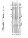 Fig. 07 - UNIVERSAL FIBRONECTIN TYPE III BINDING-DOMAIN LIBRARIES