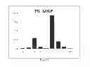Fig. 09 - UNIVERSAL FIBRONECTIN TYPE III BINDING-DOMAIN LIBRARIES