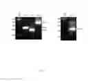 Fig. 07 - DNA LIBRARIES ENCODING FRAMEWORKS WITH SYNTHETIC CDR REGIONS
