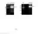 Fig. 08 - DNA LIBRARIES ENCODING FRAMEWORKS WITH SYNTHETIC CDR REGIONS
