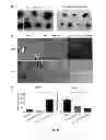Fig. 09 - Stable peptide-based PACE4 inhibitors