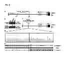 Fig. 06 - COMPOSITIONS AND METHODS RELATED TO PROSTATE CANCER