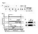 Fig. 07 - COMPOSITIONS AND METHODS RELATED TO PROSTATE CANCER