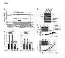 Fig. 08 - COMPOSITIONS AND METHODS RELATED TO PROSTATE CANCER