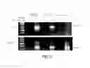 Fig. 03 - Methods for producing interfering RNA molecules in mammalian cells and therapeutic uses for such molecules